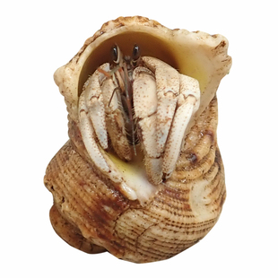 寄居蟹懒人迷你宠物新手好养养活桌面萌宠观赏蟹网红潮人草莓送礼