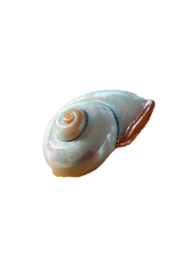 seashell㊣加拿大蓝绿色贝壳