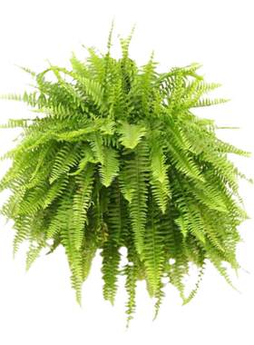 海妈家绿植盆栽办公室桌面植物