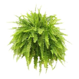 海蒂的花园旗舰店蕨类绿植室内盆栽植物霸王蕨铁线蕨办公室绿植