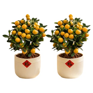 金桔树盆栽树苗年橘可食用带果脆皮四季橘子客厅室内外绿植物好养