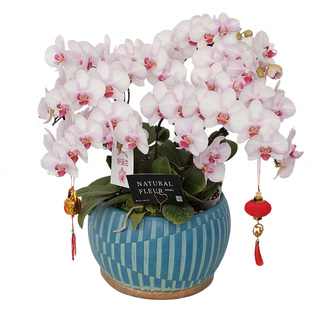 日本蝴蝶兰盆栽新春年宵花送朋友生日开业乔迁上海花店同城配送花