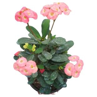 虎刺梅盆栽自吸水花盆绿植室内植物袖珍盆虎刺梅苗观花观叶办公桌