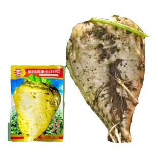 蔬菜秋季饲用甜菜种子春季糖菜种子庭院小菜园保护地种植甜菜头籽