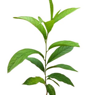 新鲜倒吊黄花倒水莲苗黄花大远志观音串中草药材苗喜阴庭院种植苗