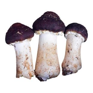 新鲜姬松茸菌非野生赤松茸云南昆明土特产菌菇味道鲜香空运包邮