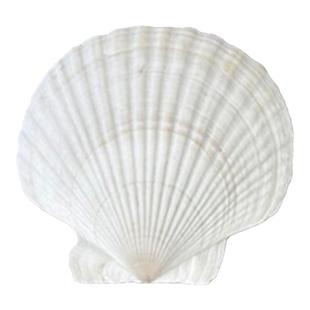 天然特大贝壳幼儿园手工diy画画涂鸦打孔白色小扇贝壳海螺装饰画