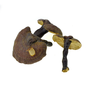 灵芝西藏白灵芝整朵灵芝切片磨灵芝粉灵芝茶500克135元