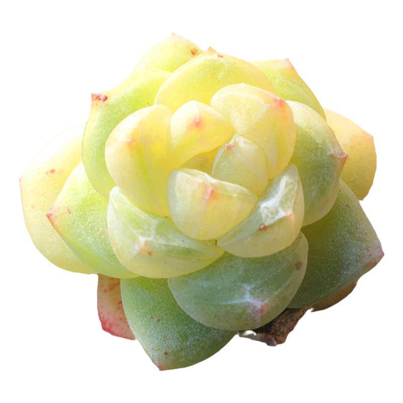 冰玉群生一物一拍白底果冻色