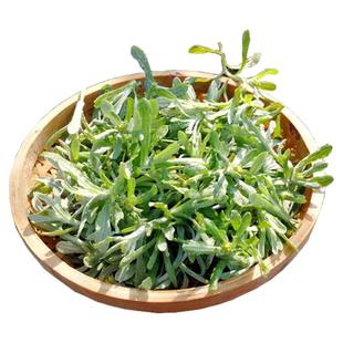 四川特产宜宾农家鼠曲草新鲜现摘清明菜清明草艾叶野生鼠鞠棉花草