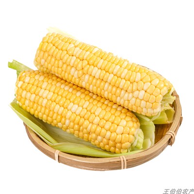 云南金银水果玉米甜脆爆浆多汁