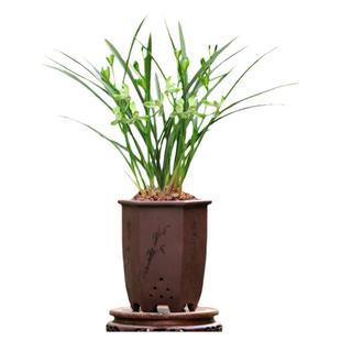 翁源兰花苗四季建兰老种铁骨素梅正品梅瓣带花浓香型室内好养花卉