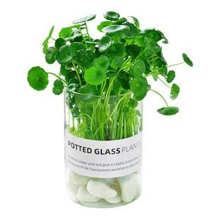 铜钱草ins风直筒玻璃杯水生植物喜阳办公室内桌面盆栽绿植水培