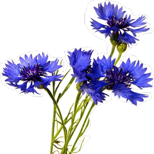 矢车菊花种孑易活翠菊波斯菊百日菊庭院花海四季播种开花卉种籽子