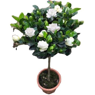 大叶栀子花盆栽四季开花