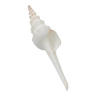 【螺贝艺】天然海螺贝壳白旋螺标本螺收藏地中海装饰旅游纪念品