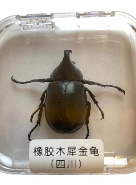 真昆虫标本盒儿童教学观察产品