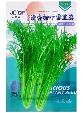 清香细叶雪里蕻种子排菜京水菜