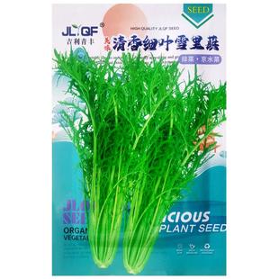 清香细叶雪里蕻种子雪里红排菜京水菜种籽秋播青菜农家菜园蔬菜孑