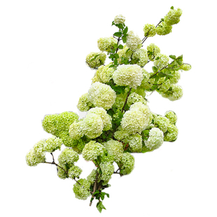 海蒂的花园中华木绣球斗球耐寒花卉盆栽欧洲木绣球树苗绣球花苗