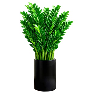 金钱树客厅大花盆盆栽大型绿植办公室室内高级感乔迁开业送礼植物