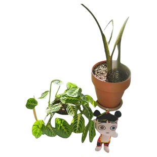 PHYSIS稀有的缺憾」白脉叶蝉竹芋耐热室内外好养植物美观盆栽