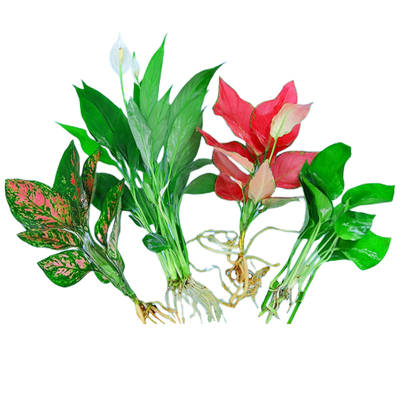 四季水培绿植物室内好养