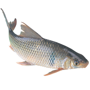 【顺丰包邮】包活鲮鱼苗土鲮鱼苗麦鲮鱼苗活淡水养殖鲜活可食用