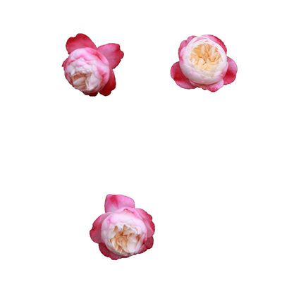 老园丁和室灌木月季直立耐热