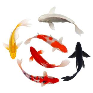 顺丰锦鲤鱼苗观赏鱼活体大型冷水纯种红白草金鱼活鱼淡水好养耐活