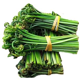 蕨菜新鲜江西水蕨菜现摘春天农家鲜厥菜苗龙爪菜猫爪菜撅菜根蔬菜