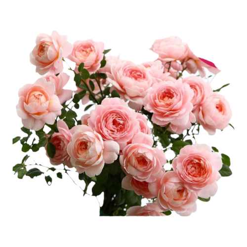 【瑞典女王】月季花苗特大花浓香型阳台花卉盆栽庭院四季开花玫瑰