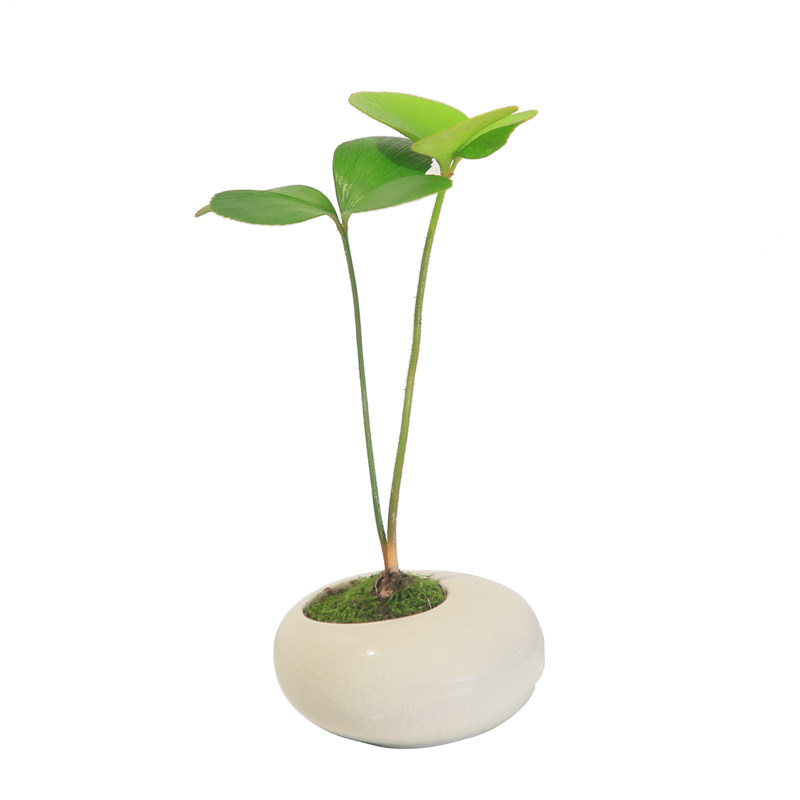 迷你小盆栽茶桌植物办公室桌面小绿植吉利红竹柏鸭脚木室内盆景