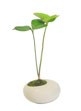 迷你绿植盆栽桌面植物摆件