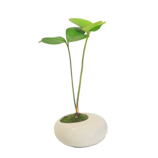 迷你小盆栽茶桌植物办公桌盆景虎耳草九里香罗汉松室内绿植禅意