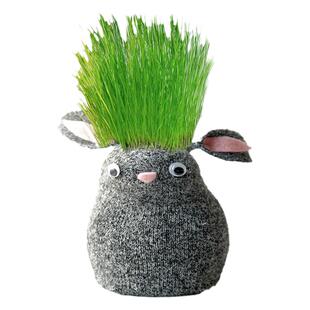 头上长草娃娃草头开花儿童种植小盆栽种草绿植观察植物生长幼儿园