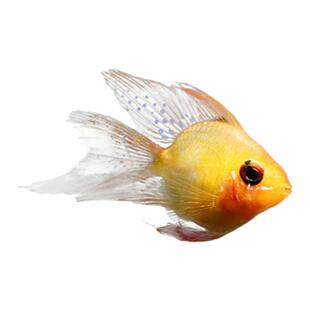 金波子阿凡达热带观赏鱼宝蓝荷兰球短鲷凤凰草缸鱼活体小型淡水鱼