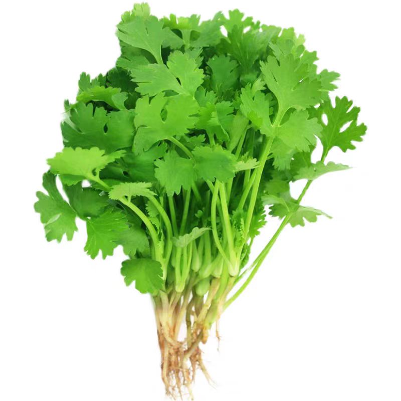 方震四季叶菜香菜种子老品种春秋季阳台大小叶香菜种子耐寒耐热