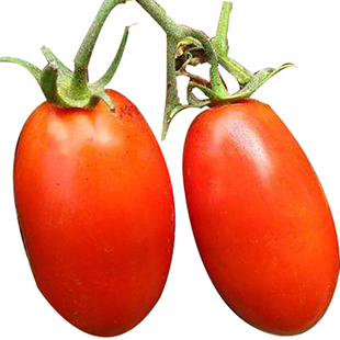 进口奶油红香蕉番茄种子长椭圆番茄水果味浓郁生食型四季播包邮