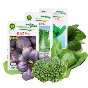 农科院小白菜种子快菜上海青油菜苏州青梗菜鸡毛菜乌塌菜蔬菜籽孑