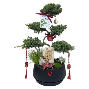 顺丰包邮五层塔松盆景办公室生日祝寿青松乔迁开业退休送长辈礼物