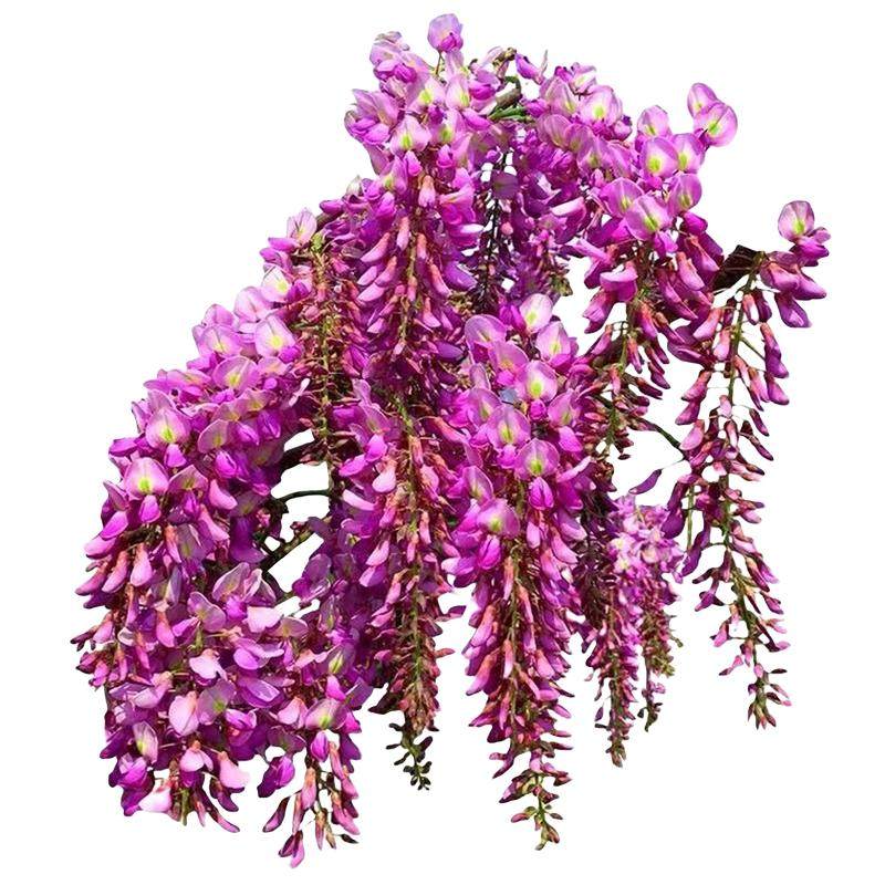 紫藤花树苗爬藤攀爬庭院围墙四季种植植物老桩盆栽花苗藤蔓紫藤萝