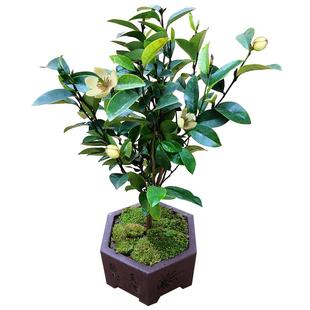 含笑花苗盆栽含笑树苗芳浓香型花卉植物庭院阳台四季常青花带花苞