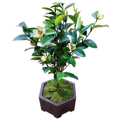 含笑花苗盆栽含笑树苗芳浓香型花卉植物庭院阳台四季常青花带花苞
