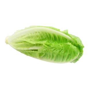 包心罗马生菜500g 黄心罗马罗纹凯撒生菜 西餐沙拉食材 满5件包邮