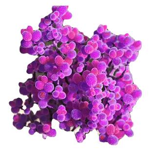 金桔糖球枝干番杏糖果冰晶钻石好养多肉植物组合客厅阳台花卉盆栽