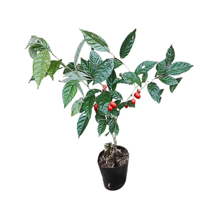 羊奶果嫁接苗德甜二号特大甜果盆栽果树胡颓子南北方种植地栽结果