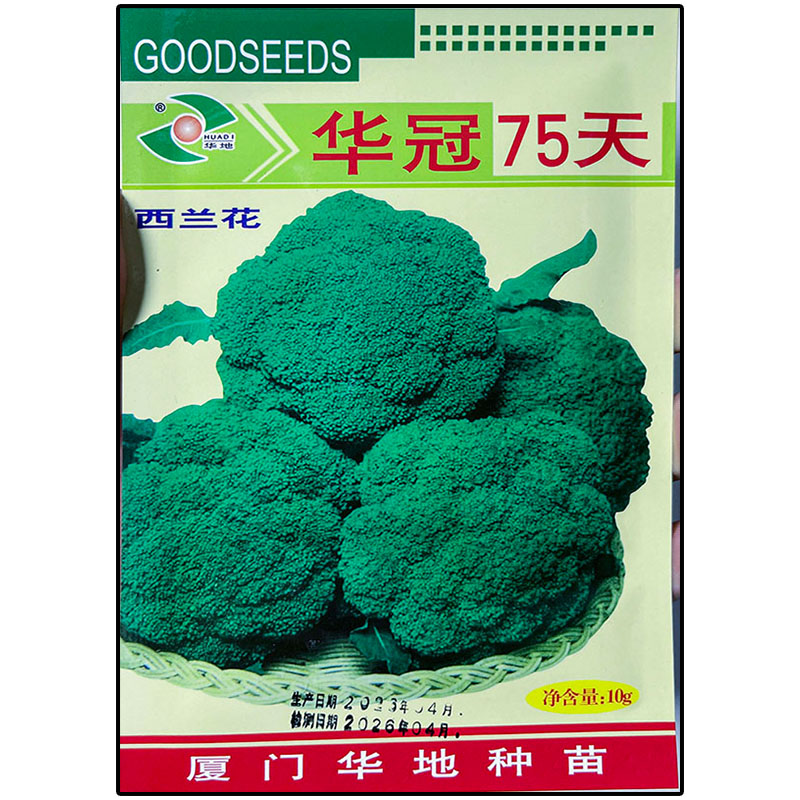 华冠75天10g西兰花青绿花菜种子