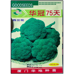 华冠75天10g西兰花青绿花菜种子孑籽苗洋甘蓝花椰菜宝塔菜大田种