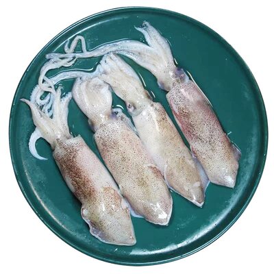 新鲜笔管鱼3斤当季新捕带膏带籽